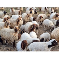 İvesi Damızlık Gebe Koyun